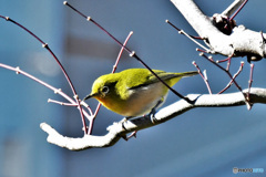 野山の鳥  21-296