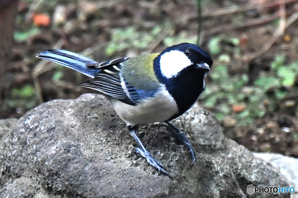 野山の鳥  504
