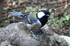 野山の鳥  504