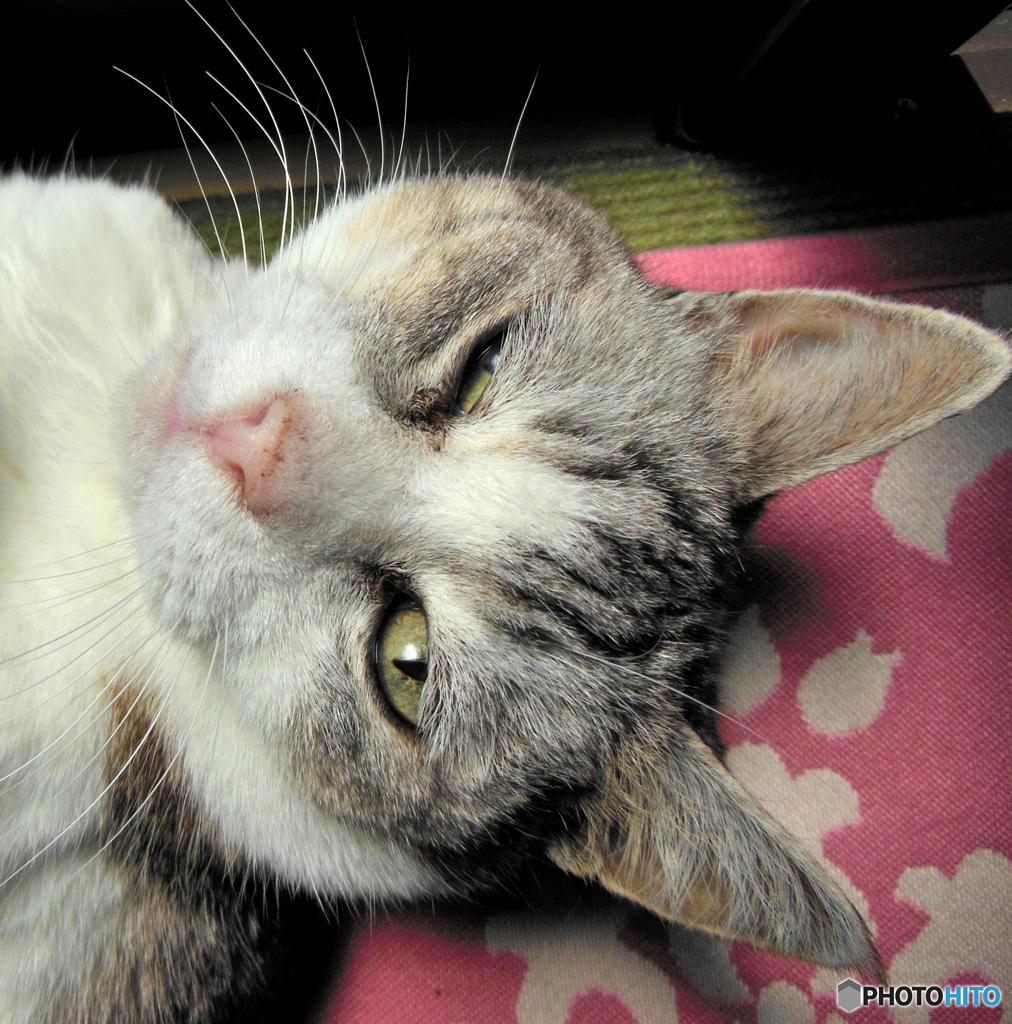 これで本当に寝ているんですよ 