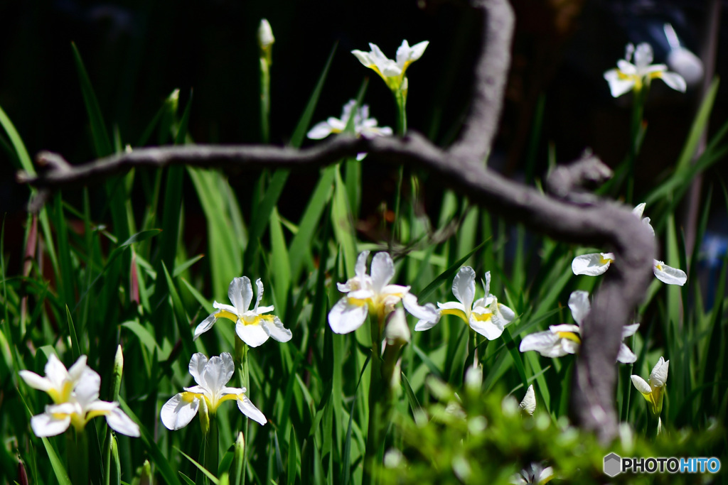 白いアヤメ花盛り   21-306