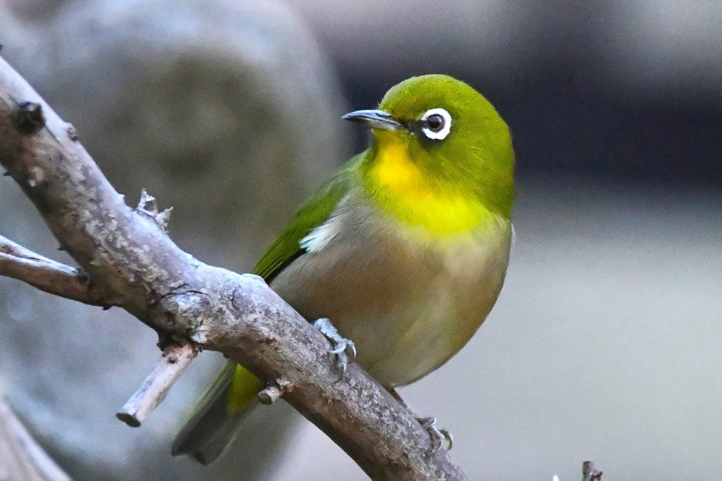 野山の鳥 メジロ