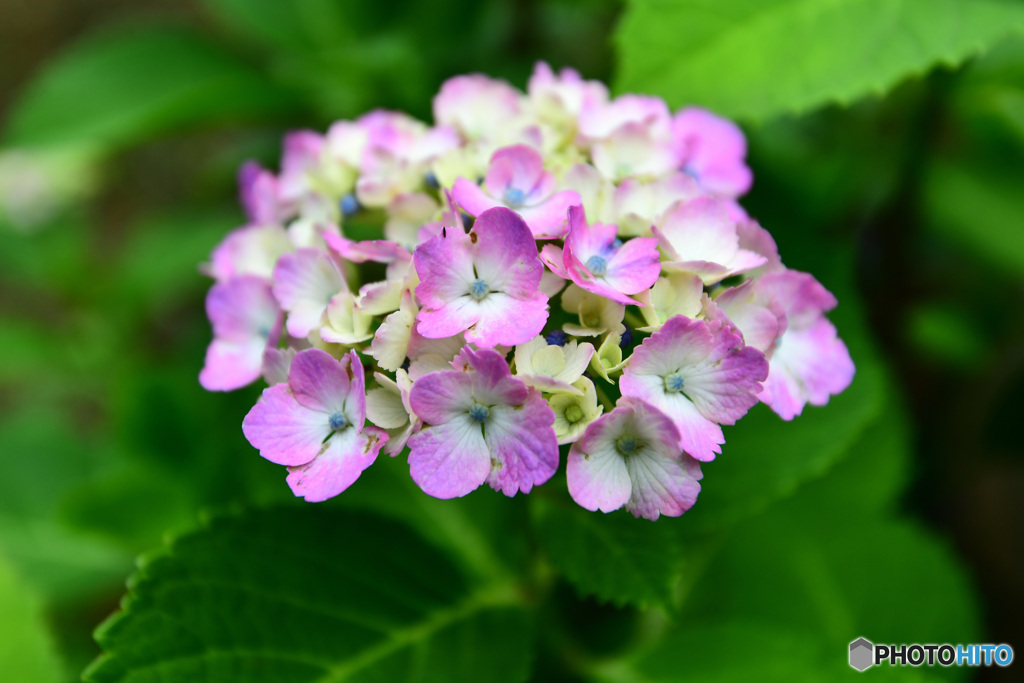 一日で色付きが濃く染まった紫陽花  21-389 