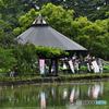 6月18日より千葉公園恒例の大賀ハスまつり