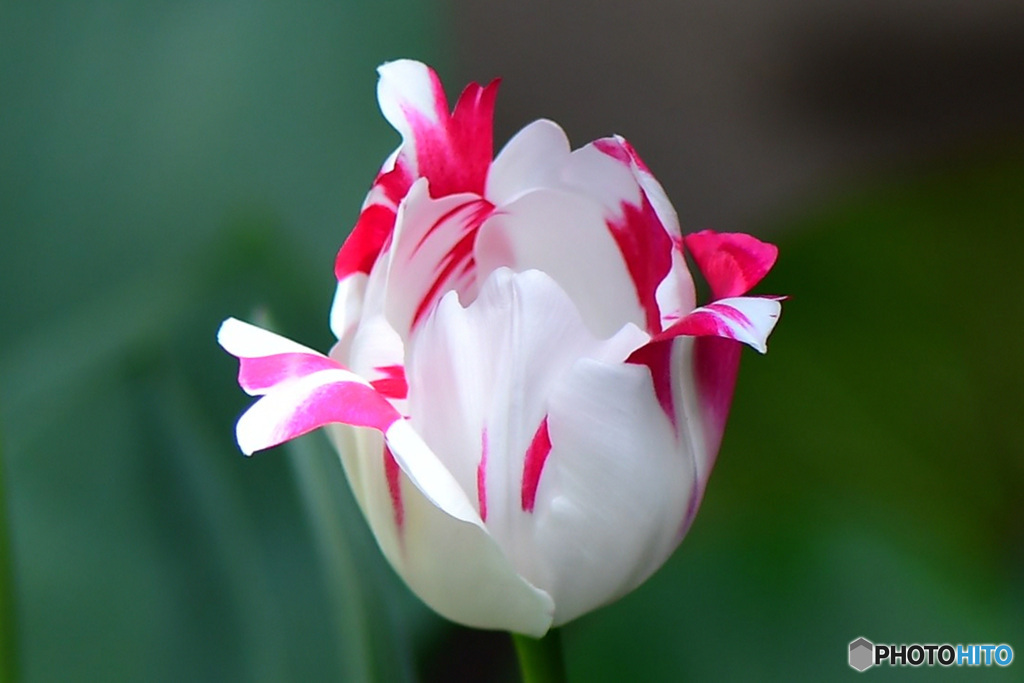 リボンの様な花弁をしたチューリップの花     　　　  22-177