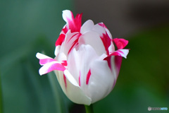 リボンの様な花弁をしたチューリップの花     　　　  22-177