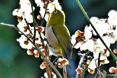 メジ君と梅の花  21-313