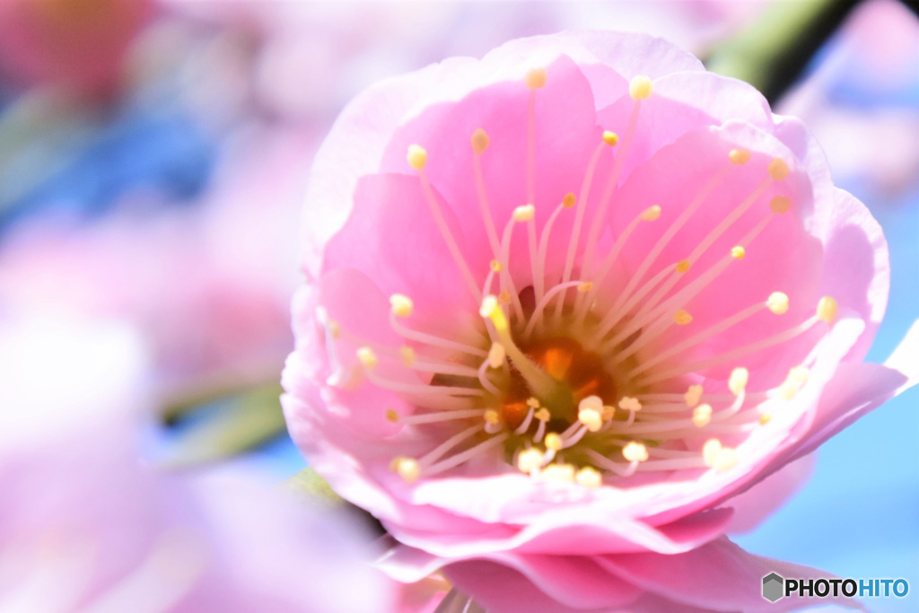 春の花   21-007  