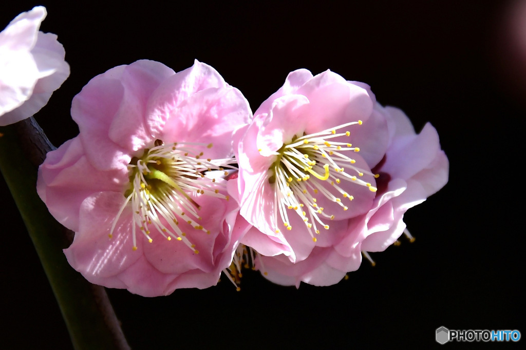２月に咲いた薄紅色の梅の花 