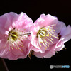 ２月に咲いた薄紅色の梅の花 