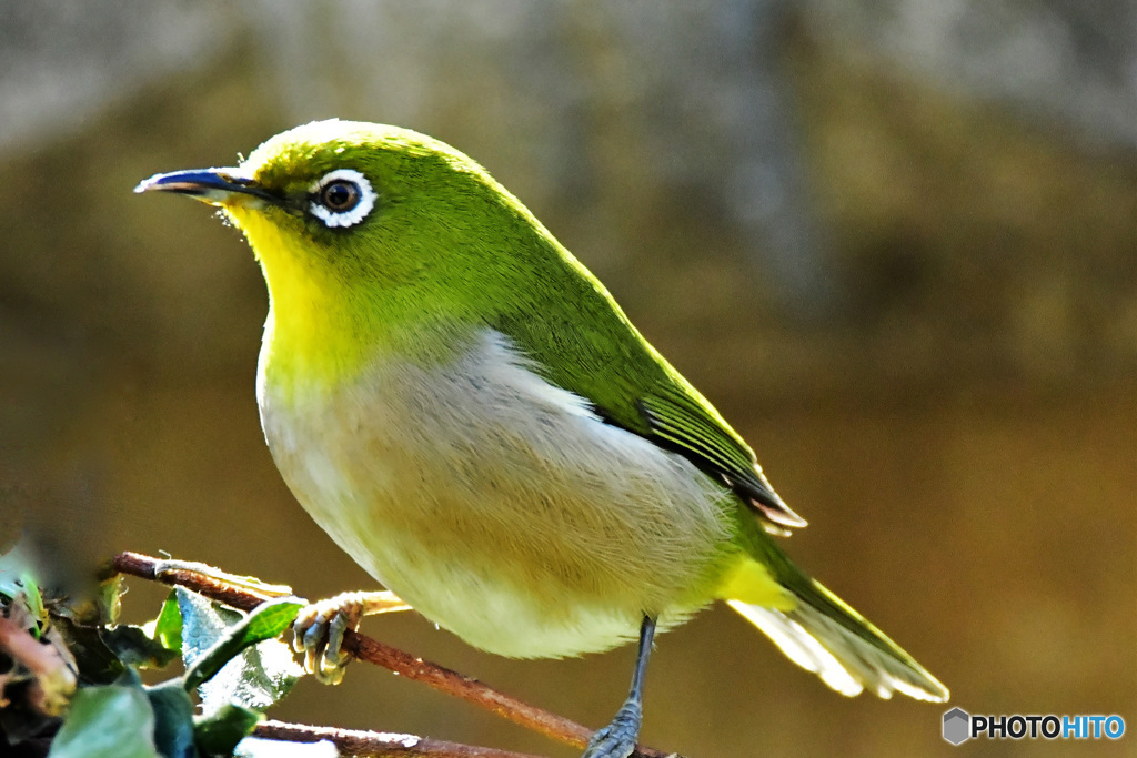 野山の鳥 22-178 メジ君