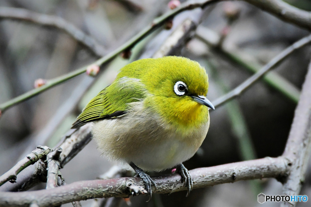 野山の鳥 23-043 メジ君