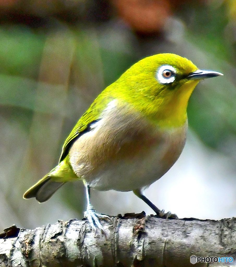 野山の鳥  メジ君