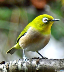 野山の鳥  メジ君