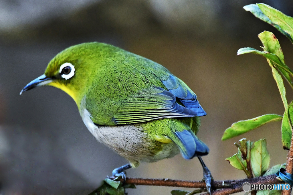 野山の鳥 22-120 メジ君