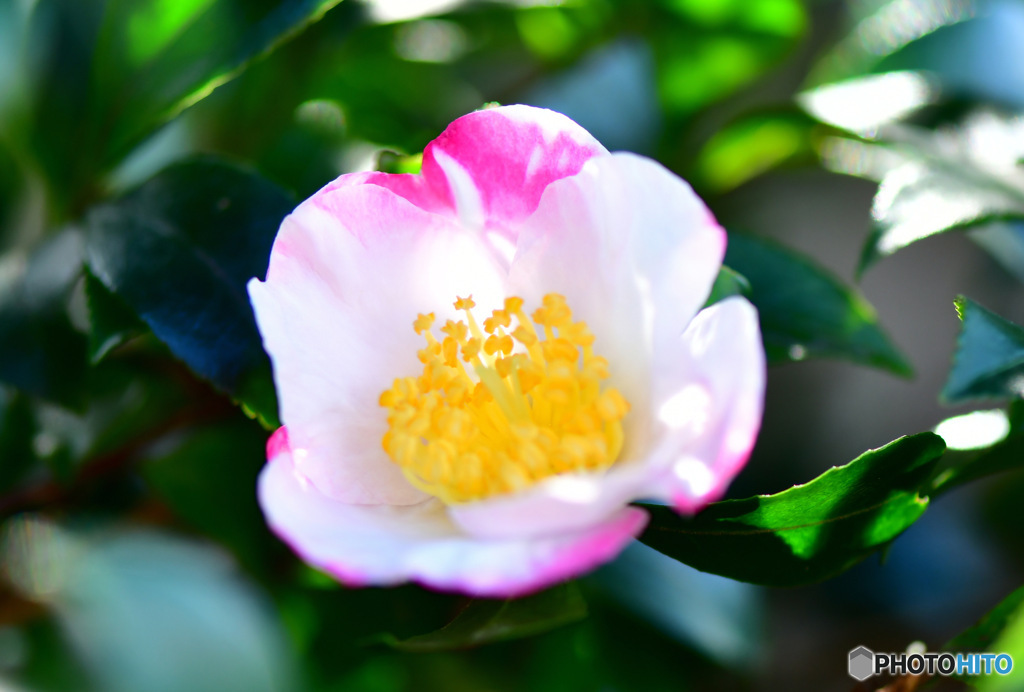 庭に咲いた山茶花の花