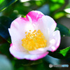 庭に咲いた山茶花の花