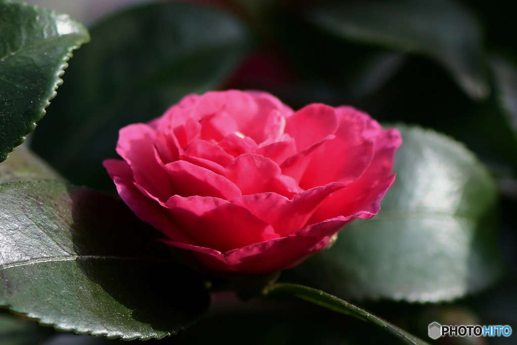 庭に咲いたサザンカの花 