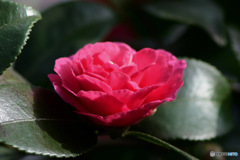 庭に咲いたサザンカの花 