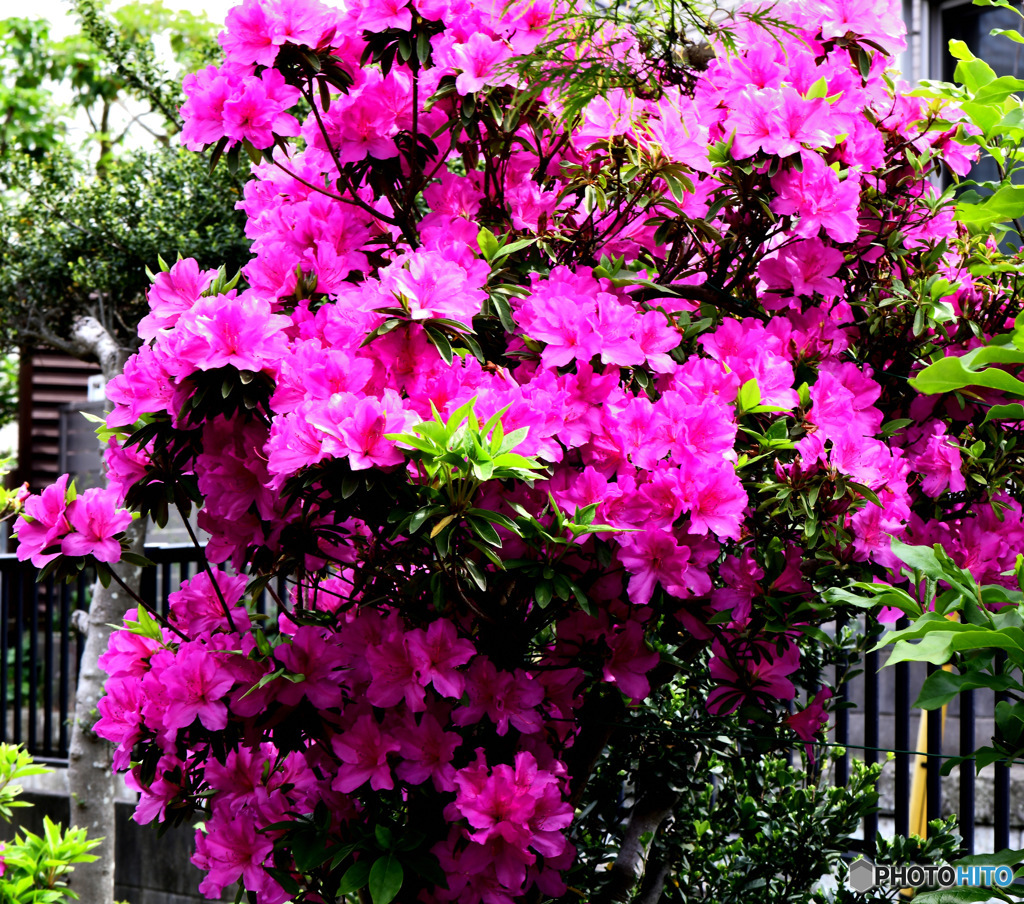 つつじの花がモリモリ咲きました 