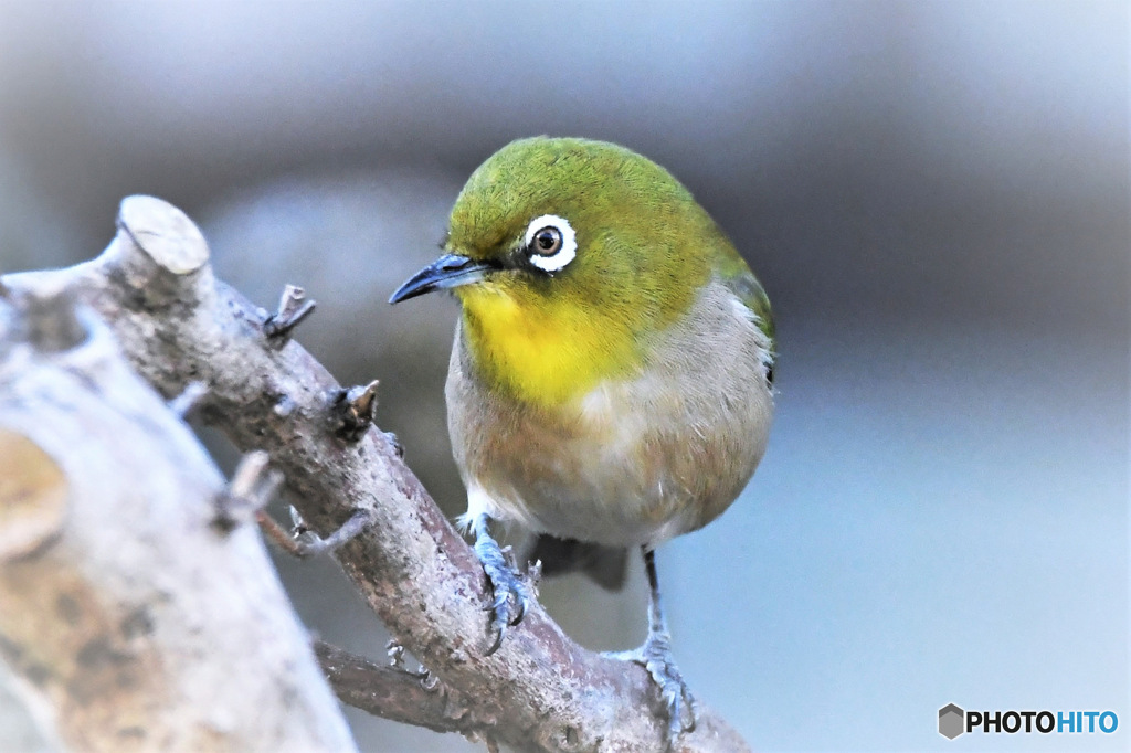 野山の鳥 23-105  メジ君