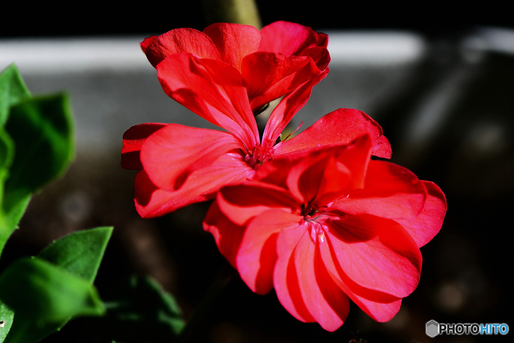 庭に咲いた花 22-175