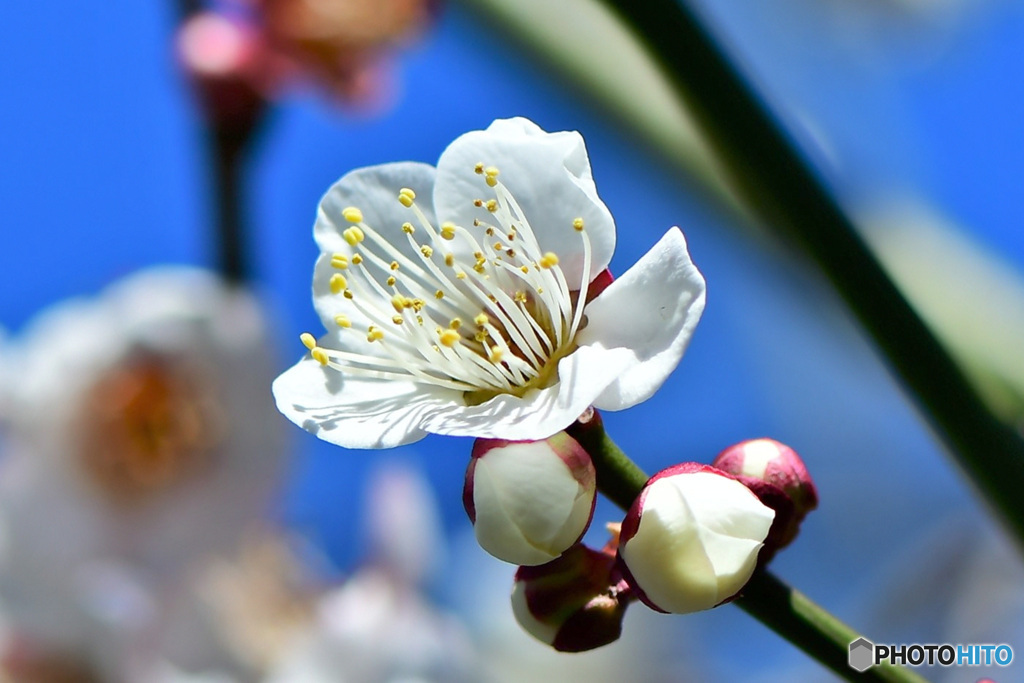 青空と白梅の花 22-077
