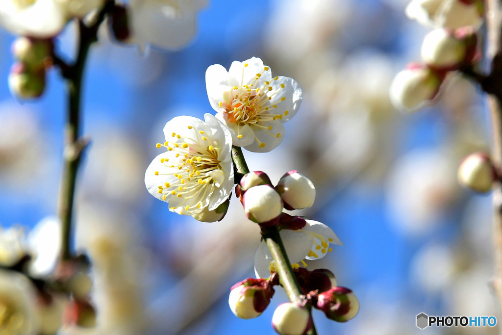  青空と白梅の花