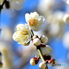  青空と白梅の花