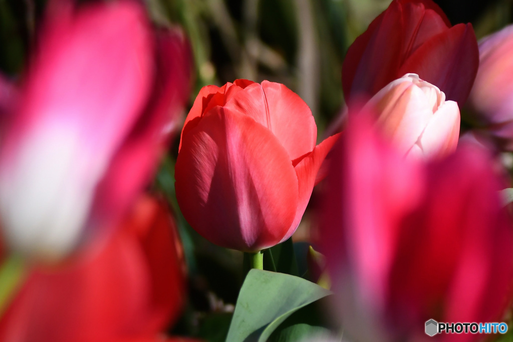 庭に咲いたチューリップの花 22-147 