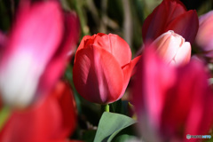 庭に咲いたチューリップの花 22-147 