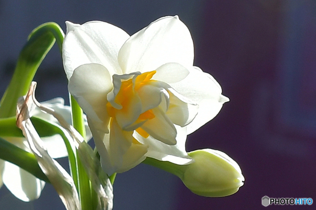 八重水仙   21-013  