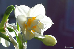 八重水仙   21-013  