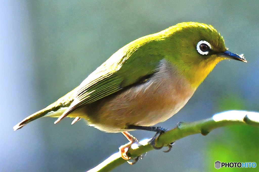  野山の鳥 23-148 メジ君  