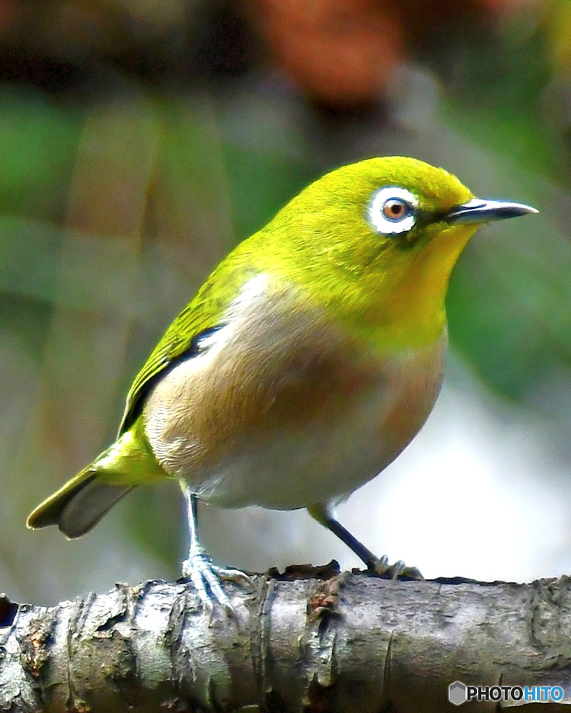 野山の鳥  メジロ