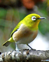 野山の鳥  メジロ