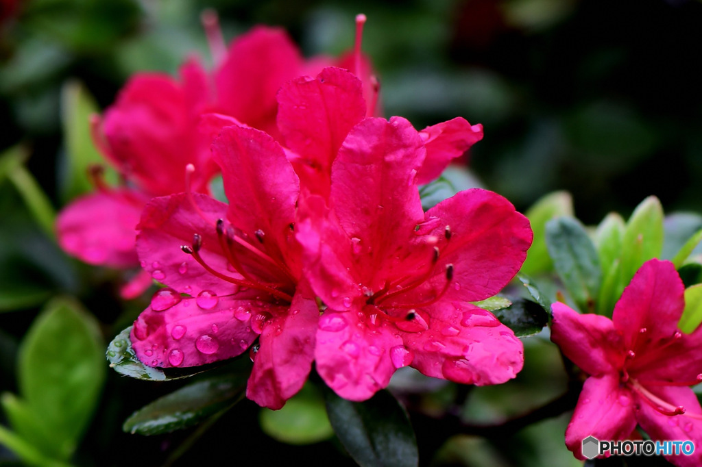  やっと咲いたのに雨に濡れたツツジの花  