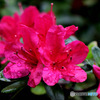 やっと咲いたのに雨に濡れたツツジの花