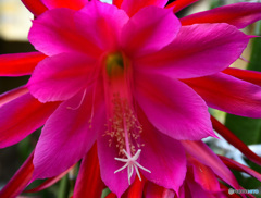 庭に咲いたサボテンの花  564