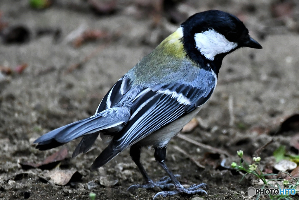 野山の鳥  四十雀さん