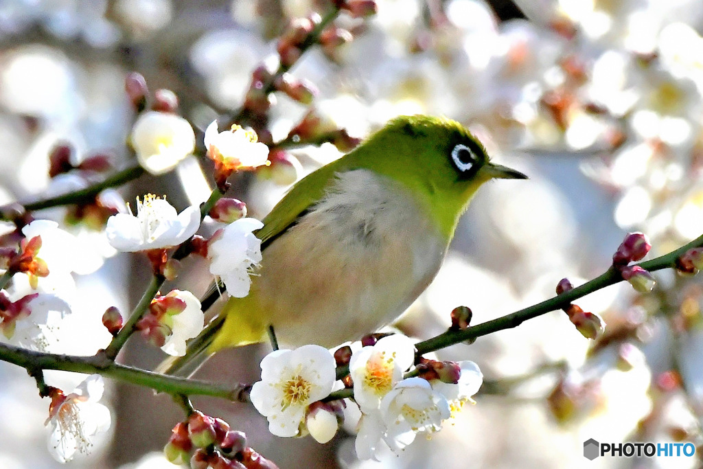  白梅とメジロ