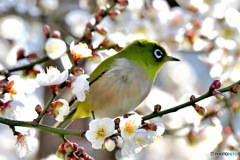  白梅とメジロ