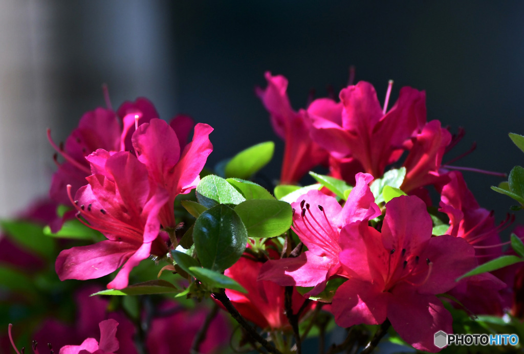 庭に咲いたつつじの花 23-128