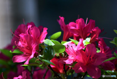 庭に咲いたつつじの花 23-128