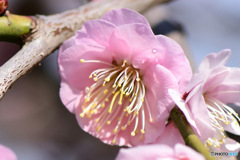 薄紅色の梅の花