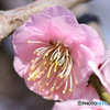 薄紅色の梅の花