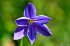 庭に一輪咲いた花