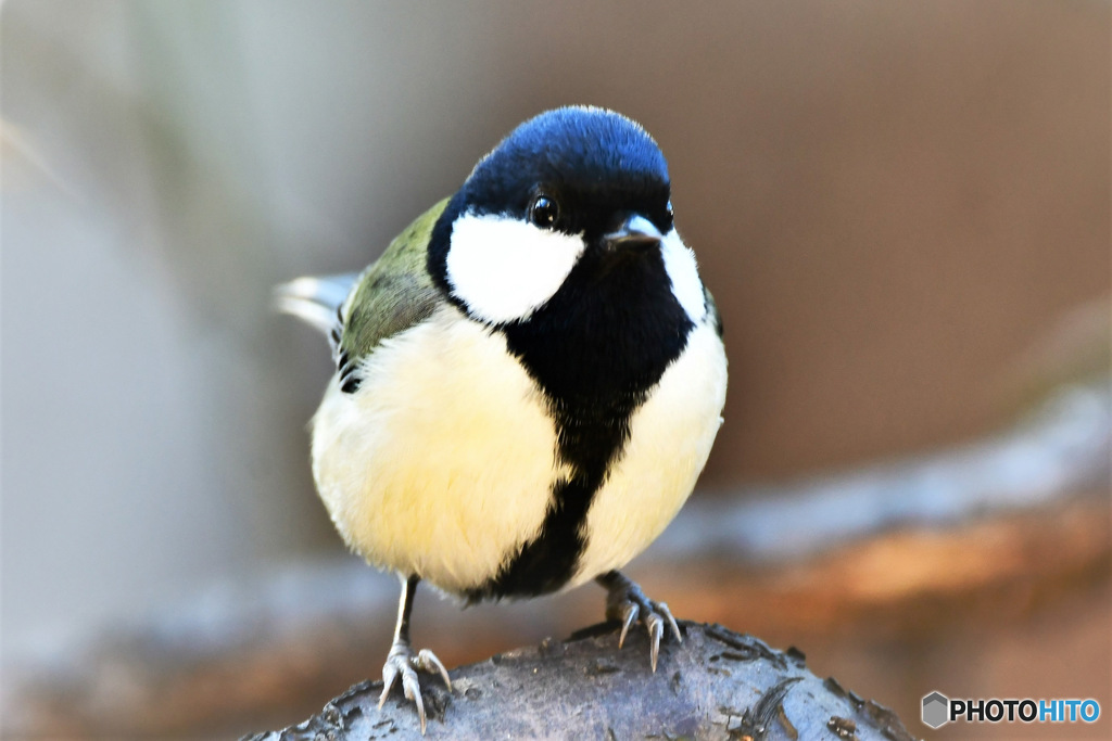野山の鳥  四十雀さん