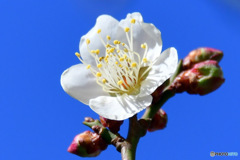 白梅の花と青空