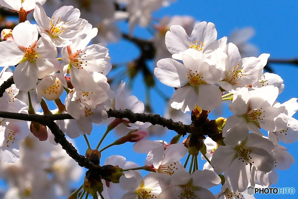 近所の公園に咲いた桜 22-165 